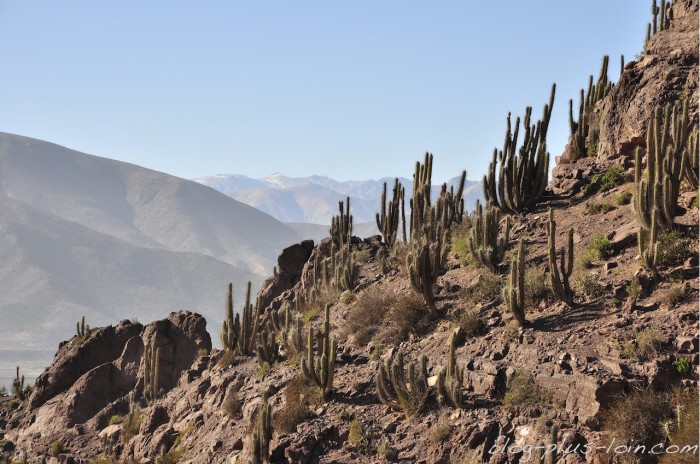 Des cactus.