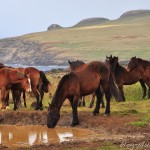 Des chevaux sur la côte nord-est, à Rapa Nui.