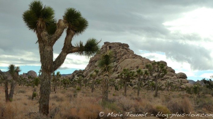 Joshua tree national park, Californie.