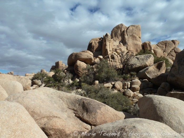 Joshua tree national park, Californie.