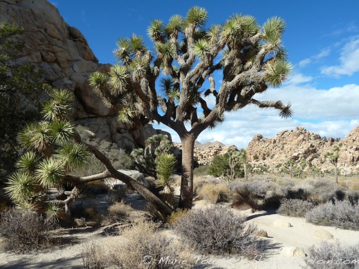 Joshua tree national park, Californie.