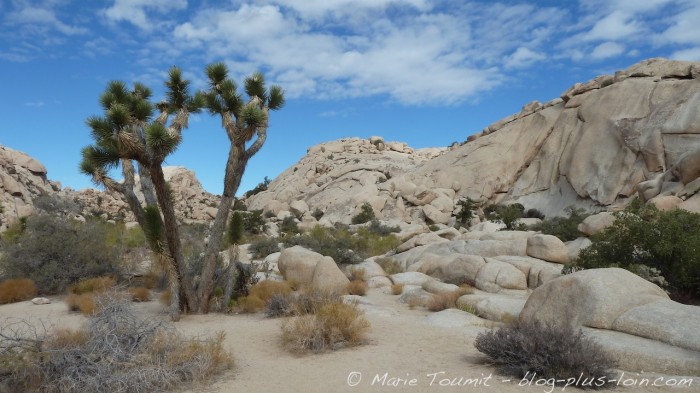 Joshua tree national park, Californie.