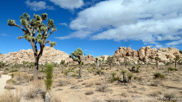 Joshua tree national park, Californie.