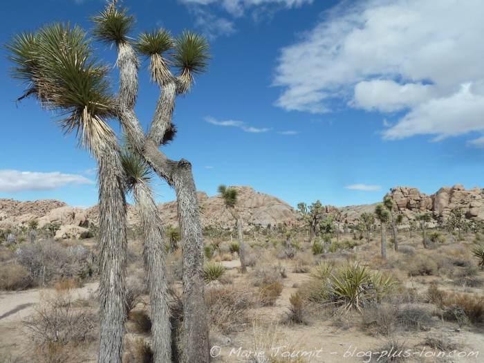 Joshua tree national park, Californie.