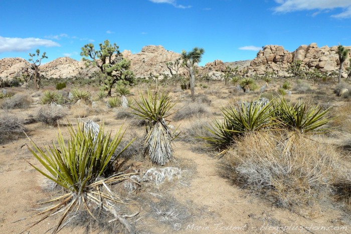 Joshua tree national park, Californie.