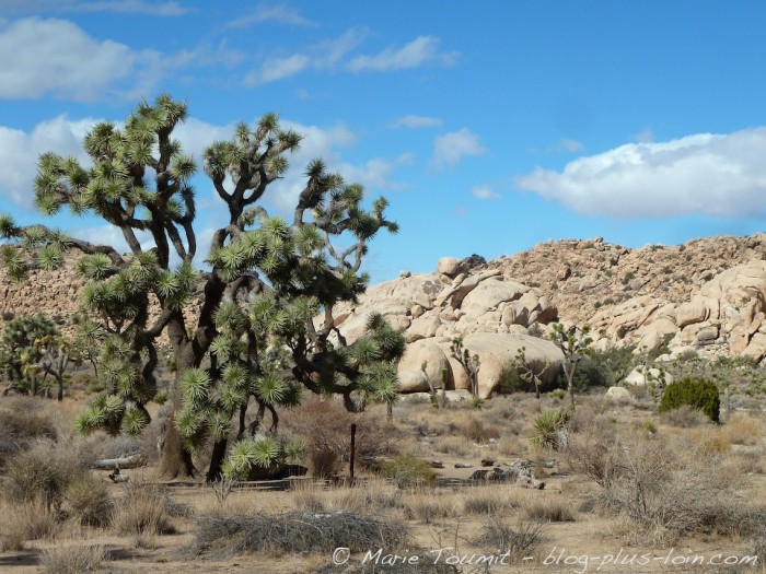 Joshua tree national park, Californie.